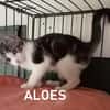 ALOES