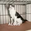ALOES