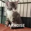 ARMOISE