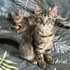 ARIEL et ABBY   Double adoption