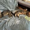 ARIEL et ABBY   Double adoption