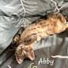 ARIEL et ABBY   Double adoption