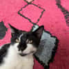 Georges
