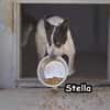 STELLA