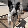 STELLA