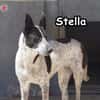STELLA