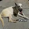 PERLA