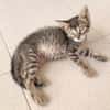 Junger, neugieriger Kater Ciro
