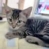 Junger, neugieriger Kater Ciro