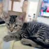 Junger, neugieriger Kater Ciro