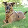 AMY-MA - bezaubernde Hundedame