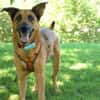 AMY-MA - bezaubernde Hundedame