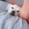 🐾 Balou  10 Monate junger, zarter Misc