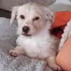 🐾 Balou  10 Monate junger, zarter Misc