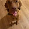 Benny sucht ein ruhiges Zuhause