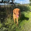 Benny sucht ein ruhiges Zuhause