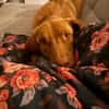 Benny sucht ein ruhiges Zuhause