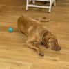 Benny sucht ein ruhiges Zuhause