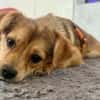 SALIVA -rundum tolles Hundekind-