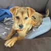 SALIVA -rundum tolles Hundekind-
