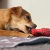 SALIVA -rundum tolles Hundekind-