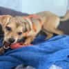 SALIVA -rundum tolles Hundekind-