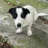 Charly, sensibler Hundemann sucht ...