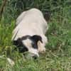 Charly, sensibler Hundemann sucht ...