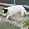 Charly, sensibler Hundemann sucht ...