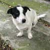 Charly, sensibler Hundemann sucht ...