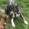 Anima, freundliches Hundefräulein