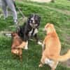 Anima, freundliches Hundefräulein