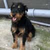 Momo, kleiner Hundemann braucht Körbchen