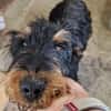 Momo, kleiner Hundemann braucht Körbchen