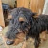 Momo, kleiner Hundemann braucht Körbchen