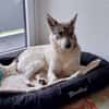FENJA, Wolfshund-Husky-Mix sucht Zuhause