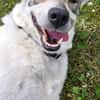 FENJA, Wolfshund-Husky-Mix sucht Zuhause