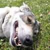 FENJA, Wolfshund-Husky-Mix sucht Zuhause