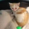 LUPIN