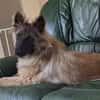 ASLAN (Kiouk)