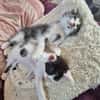 MIKO (EX KITTY)
