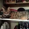 MINOU