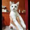 OBY