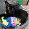 ALOHA & BAGHEERA