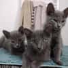 Bonnie, Rose et Jack