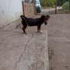 Jasmin sucht eine liebevolle Familie