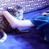 verspielte, kinderliebe Bengal- Kätzin,