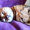 verspielte, kinderliebe Bengal- Kätzin,