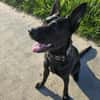 Koa - typisch Malinois