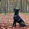 Koa - typisch Malinois
